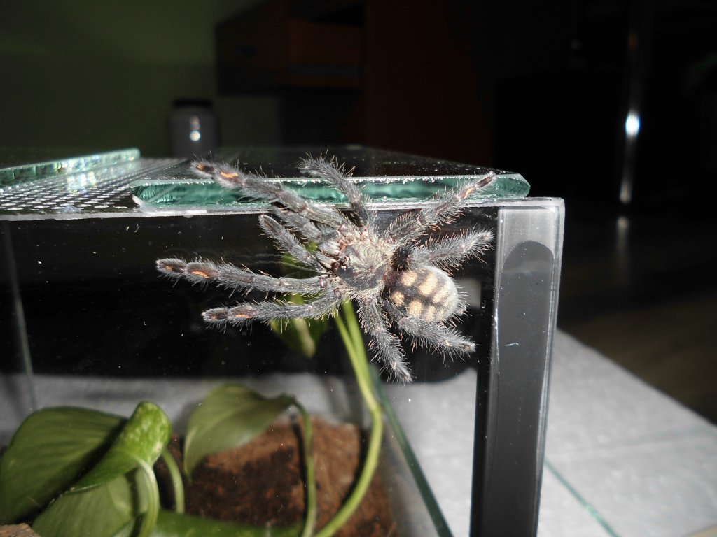 P.Irminia