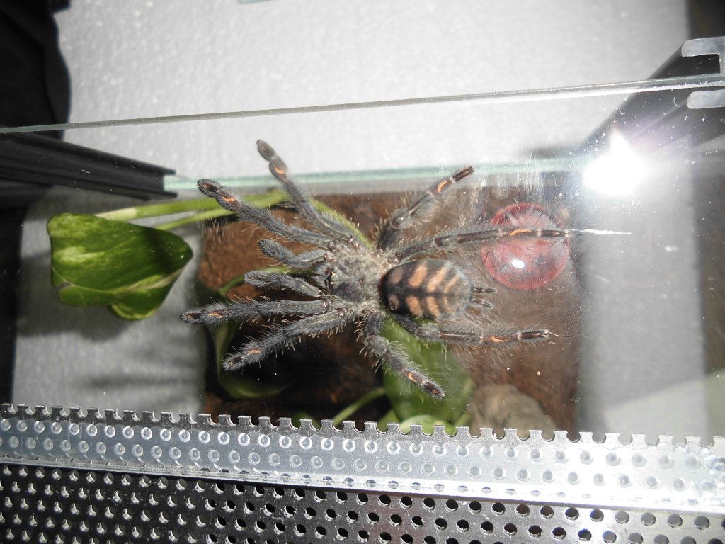 P.Irminia