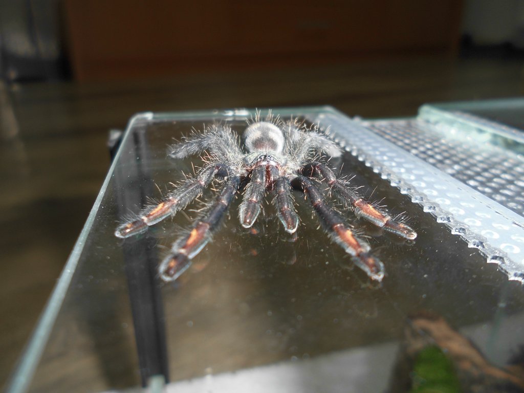 P.Irminia