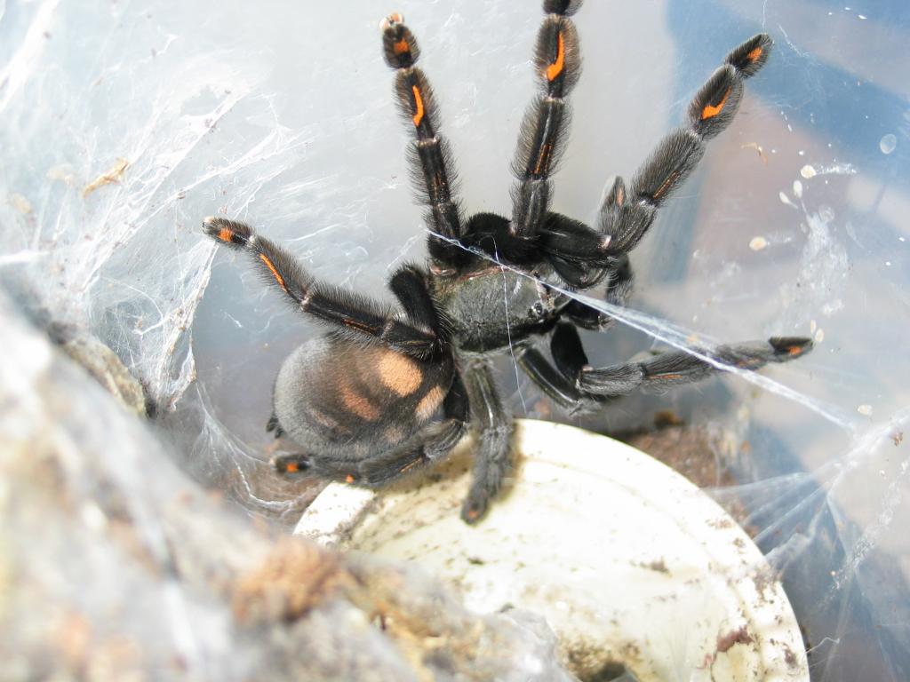 p. irminia