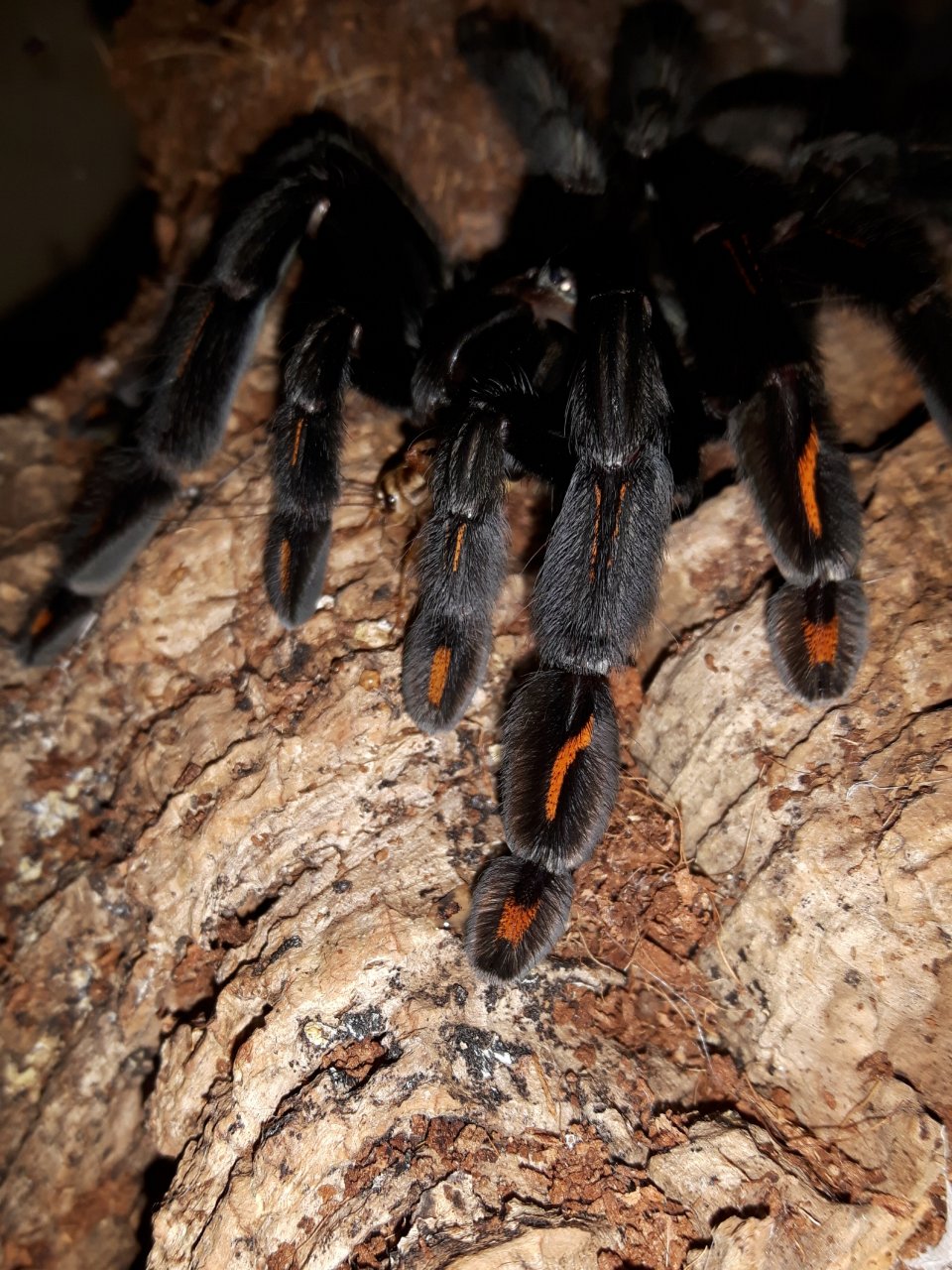 P.irminia