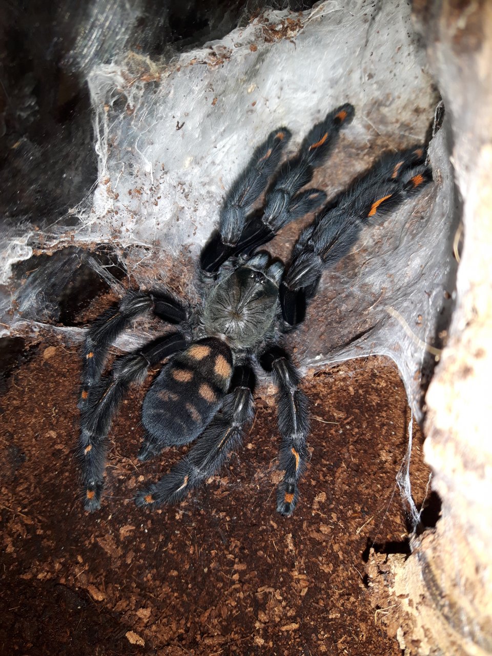 P.irminia