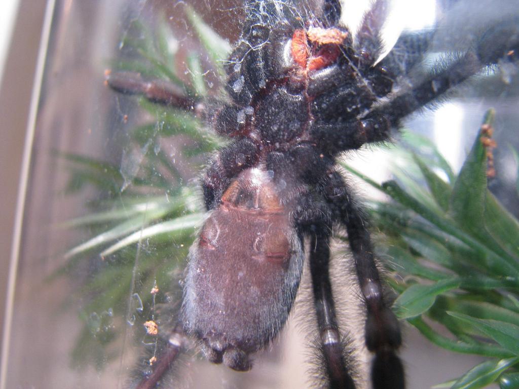 P. irminia