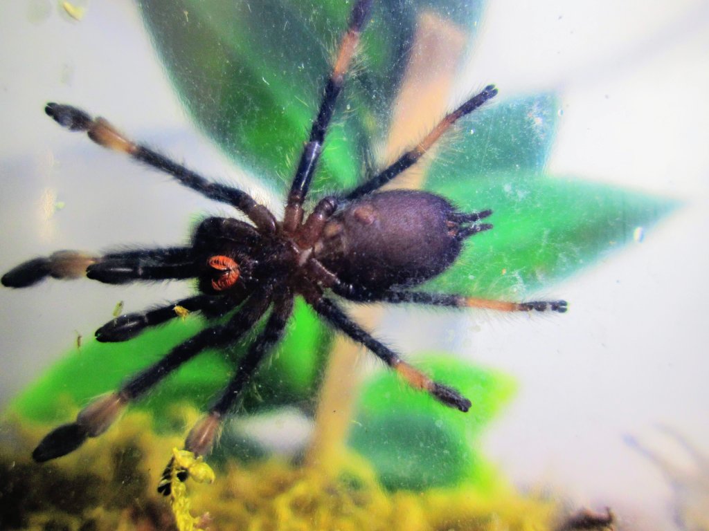 P Irminia