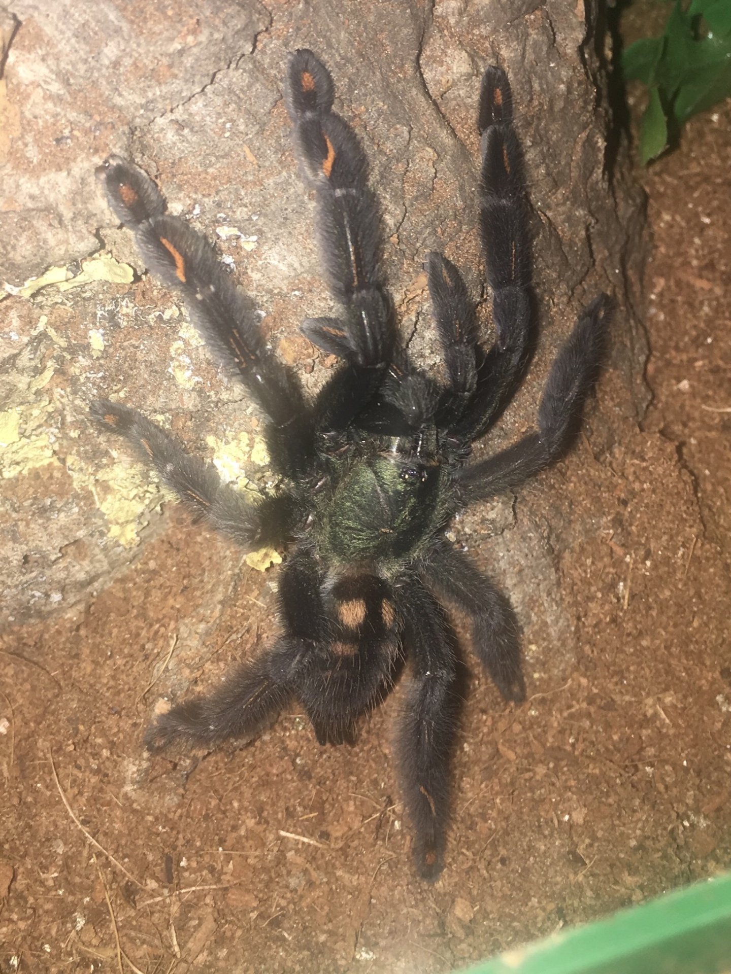 P. irminia