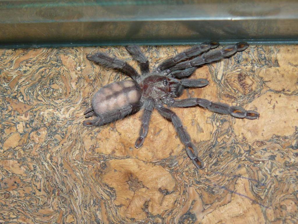 P.irminia