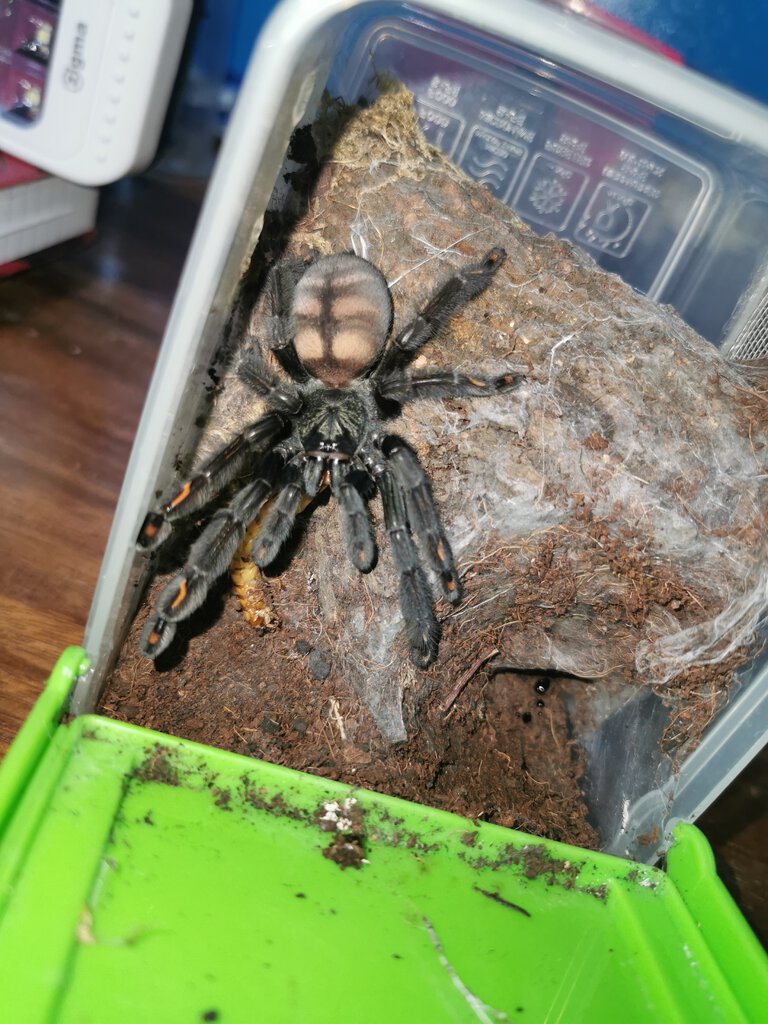 P. Irminia