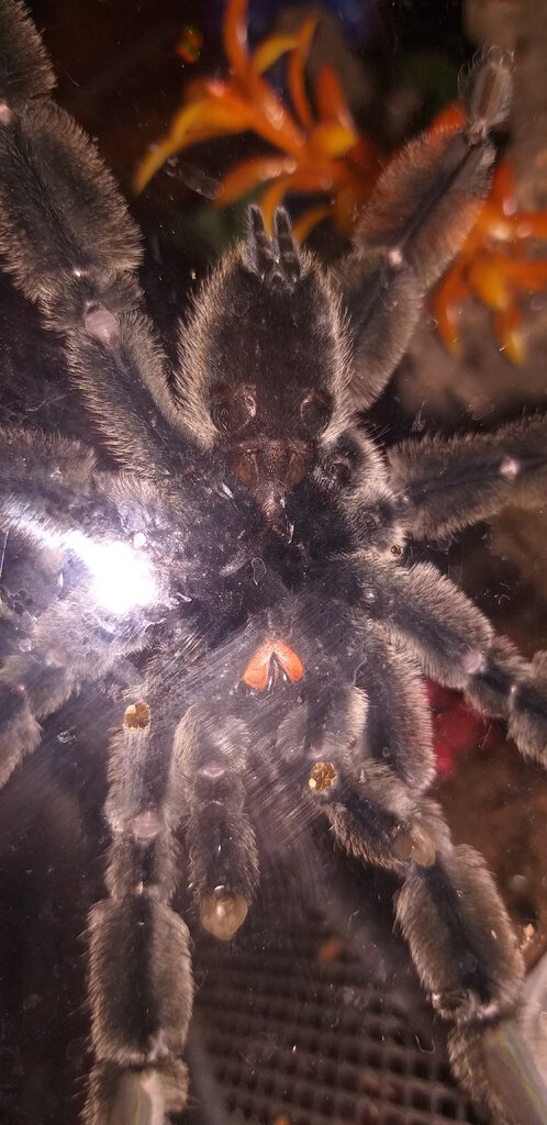 P. irminia