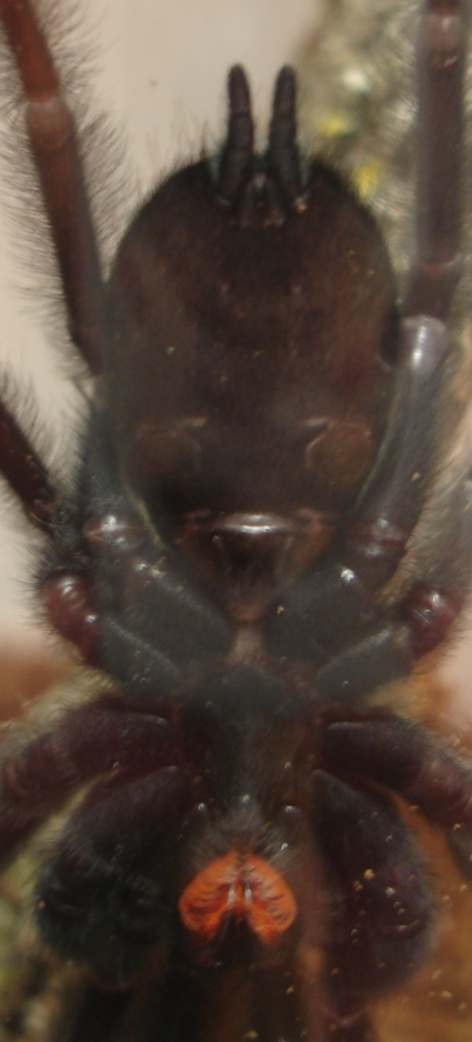 P. irminia