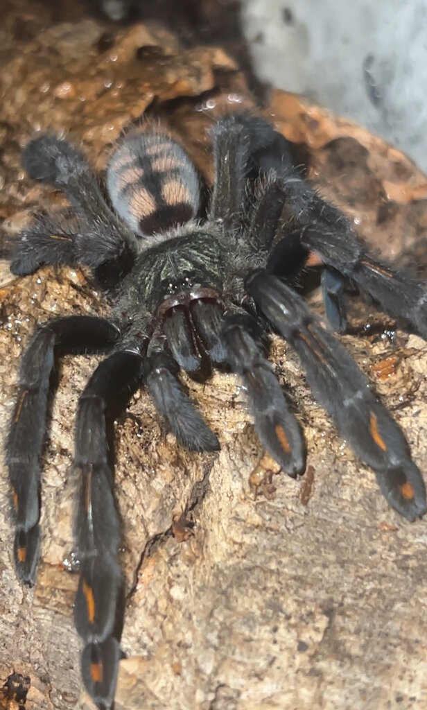 P. irminia