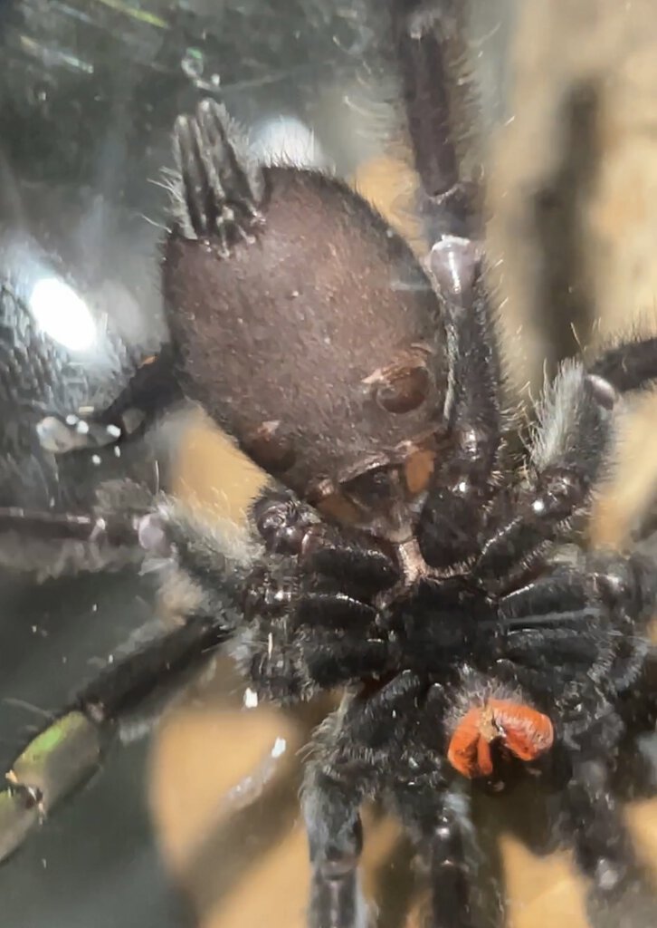 P. irminia