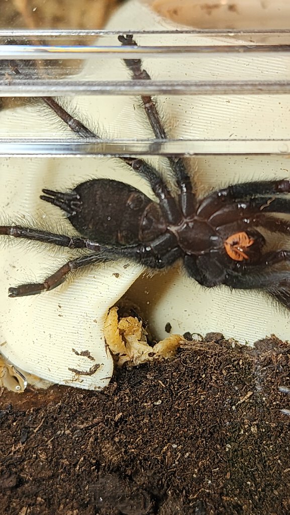 P. Irminia