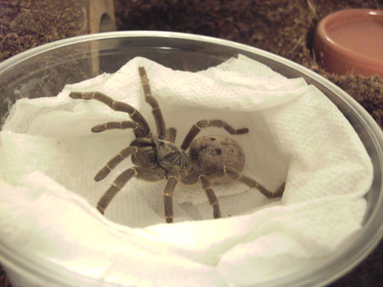 P. Lugardi