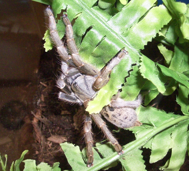 P. Lungardi (Female)