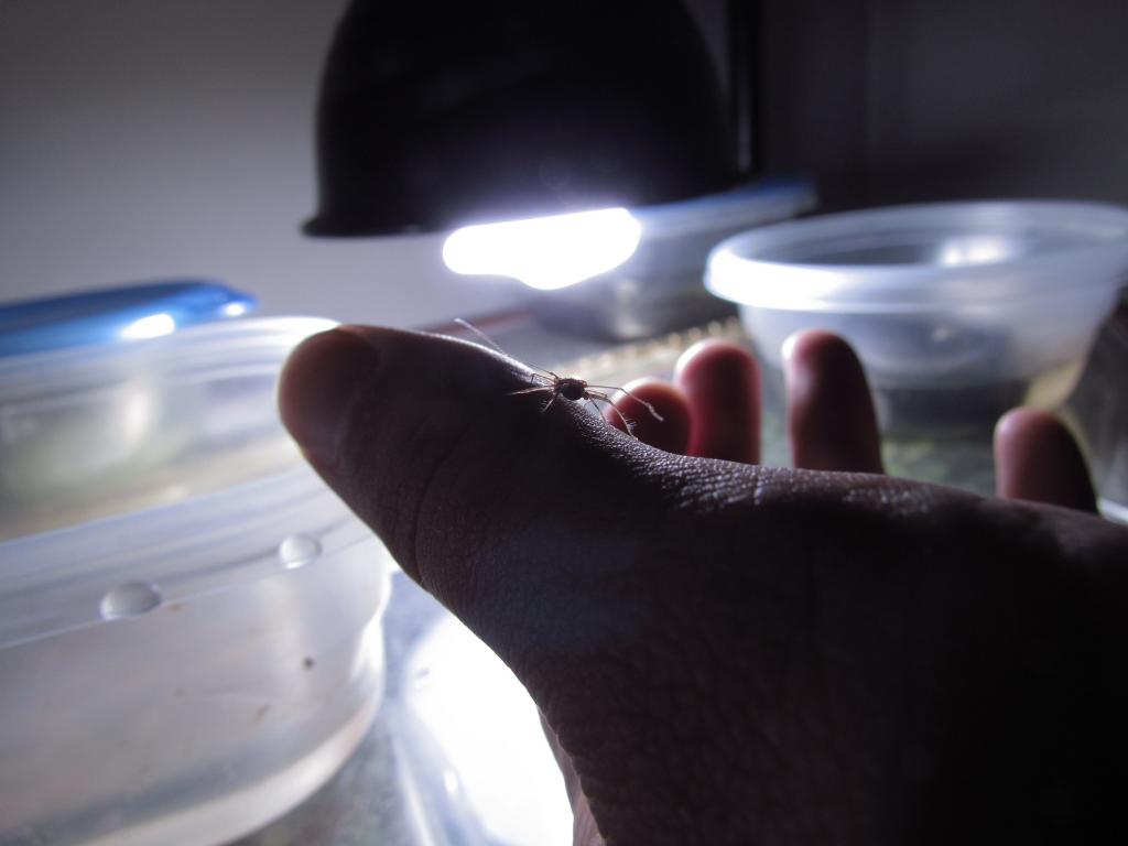 P. marginemaculatus offspring