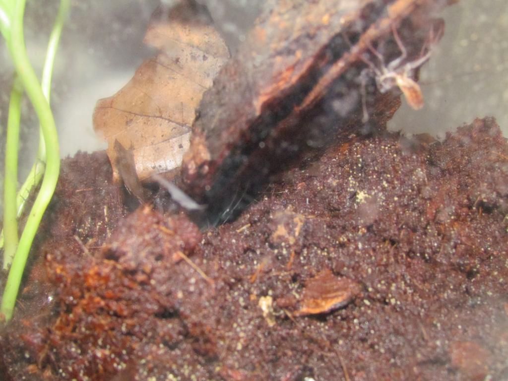 P. marginemaculatus with exuvia