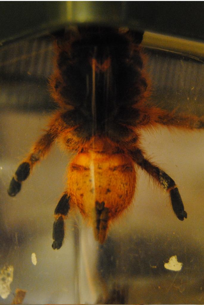 P. Marinus 2 inches