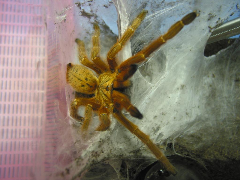 P. marinus