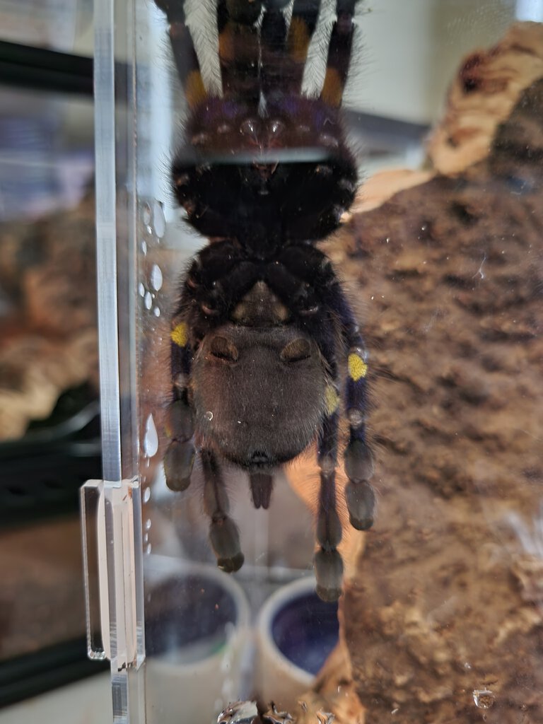 P. Met male/ female