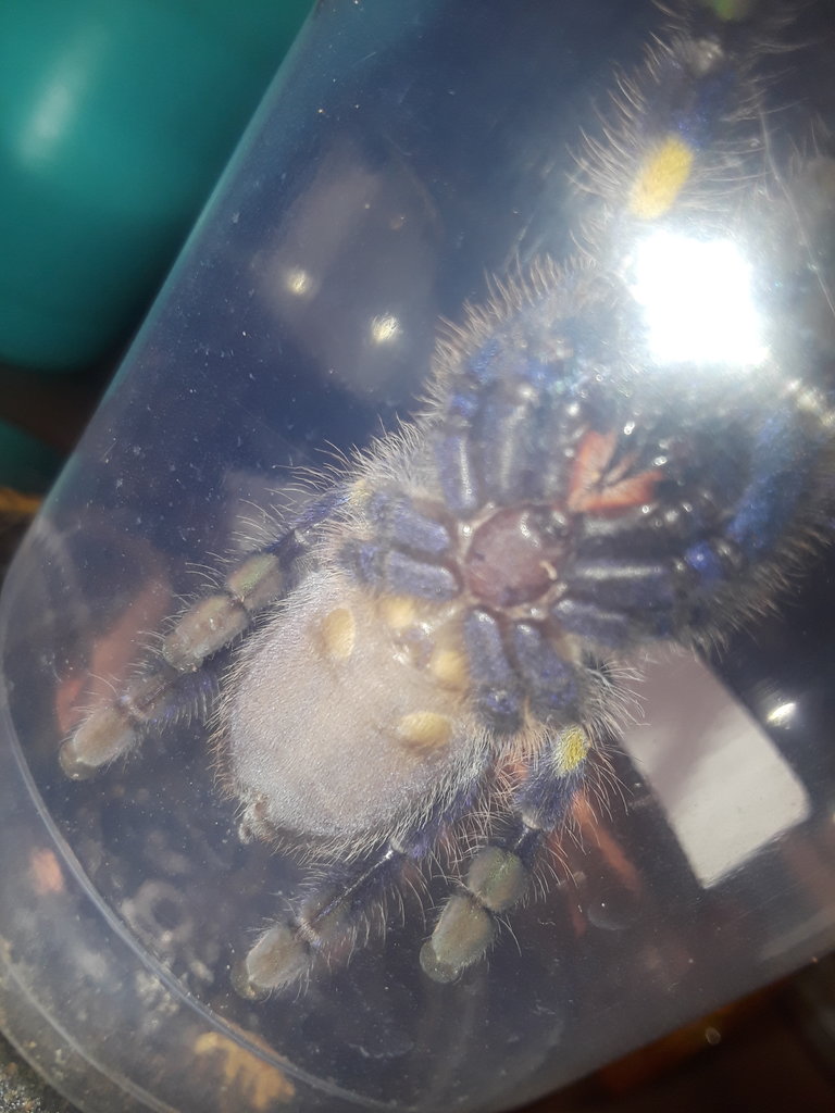 P.metalica