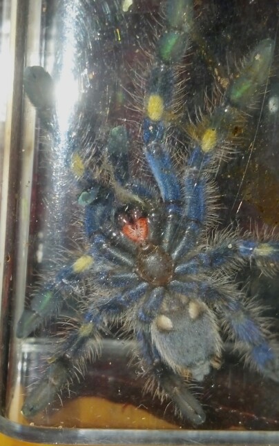 P. metallic sling