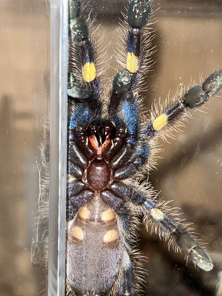 P Metallica … Male or Female