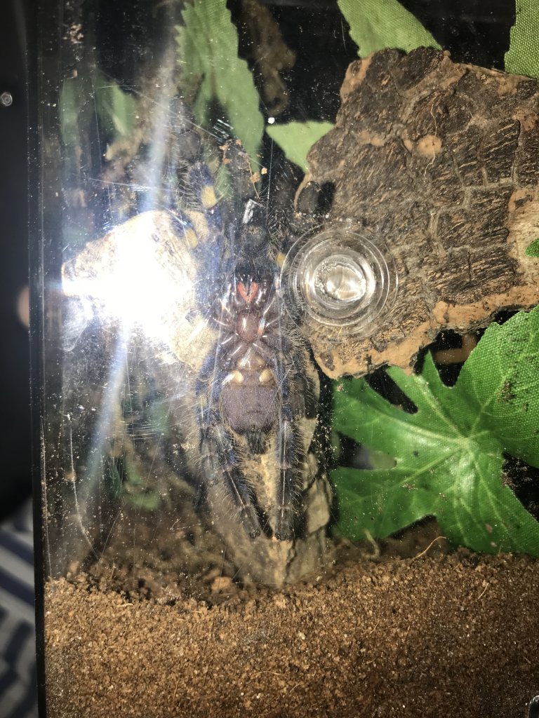 P Metallica 1.5"