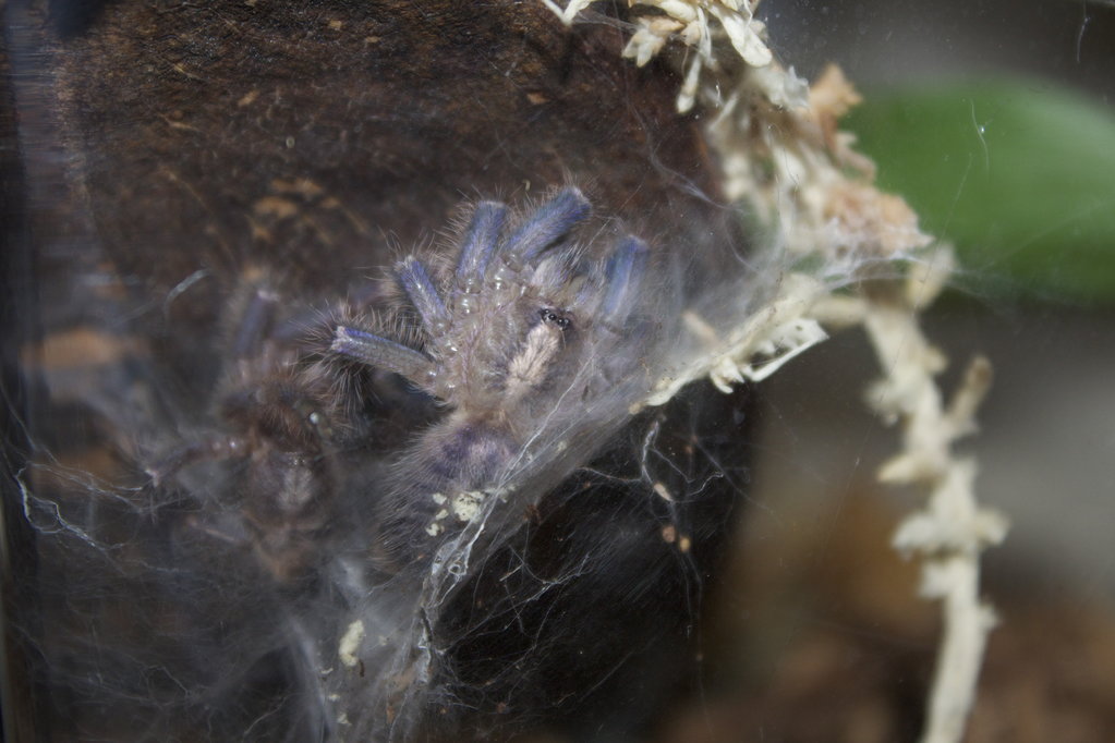 P. Metallica #1 freshly molted