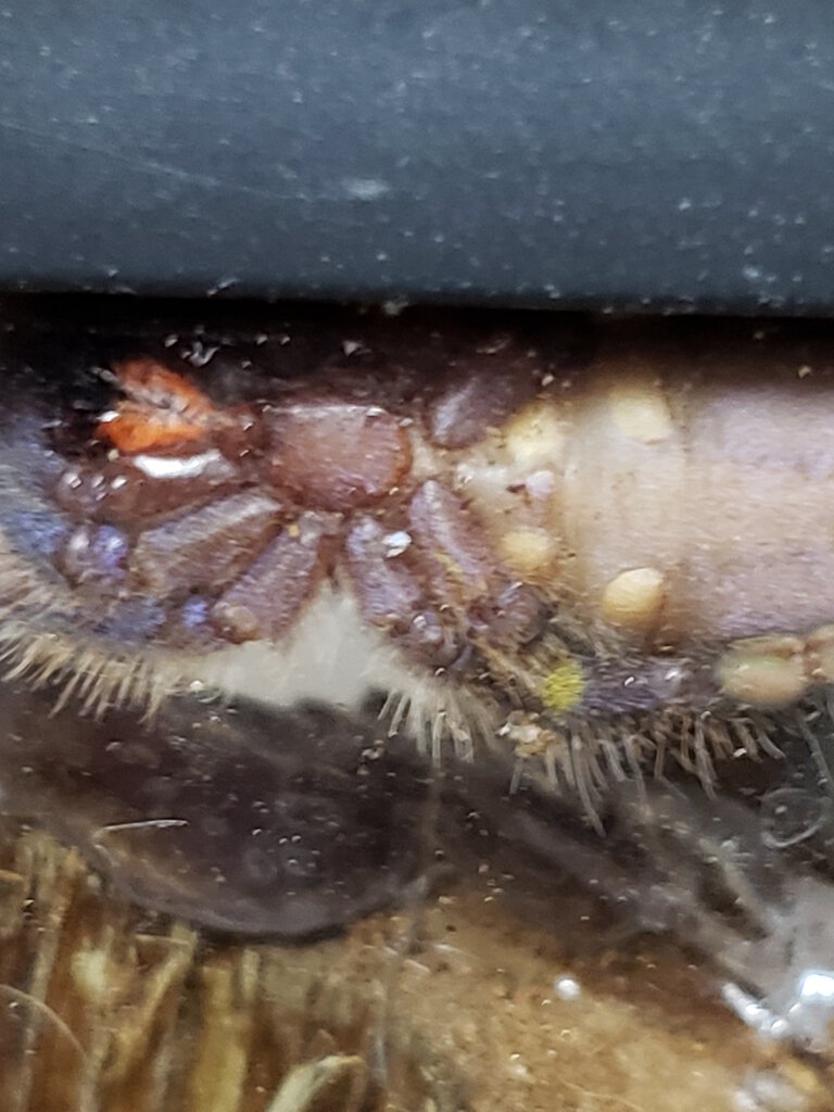 p. Metallica 2" before molt