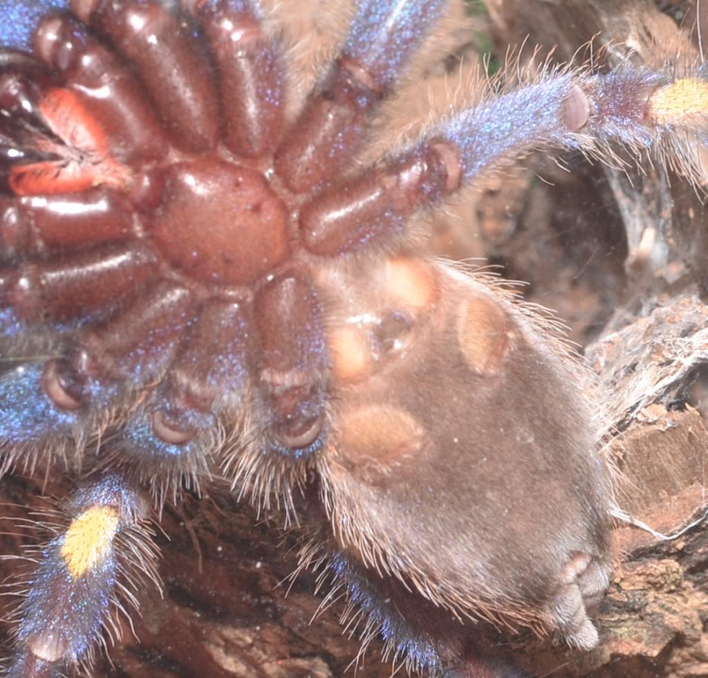 P. metallica 4inches M or F