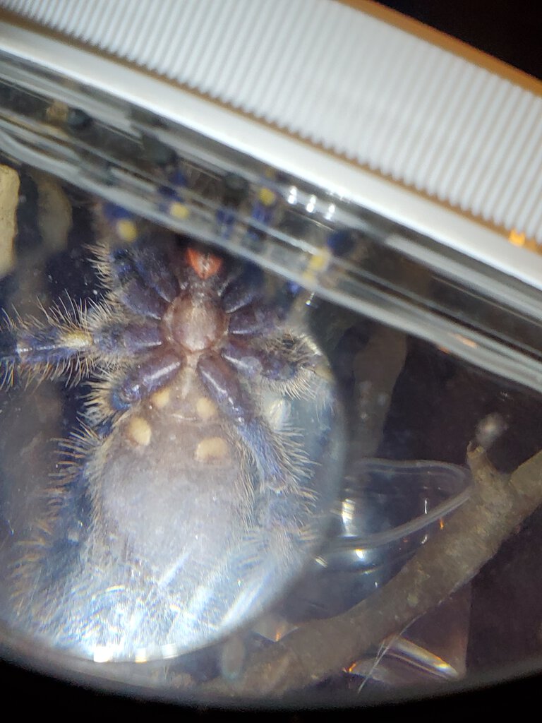 P. Metallica about 3"