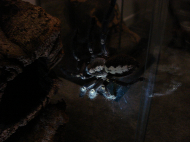 P. metallica (black form)