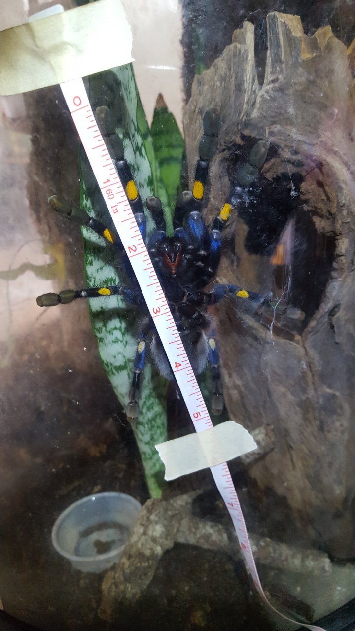 P. metallica DLS