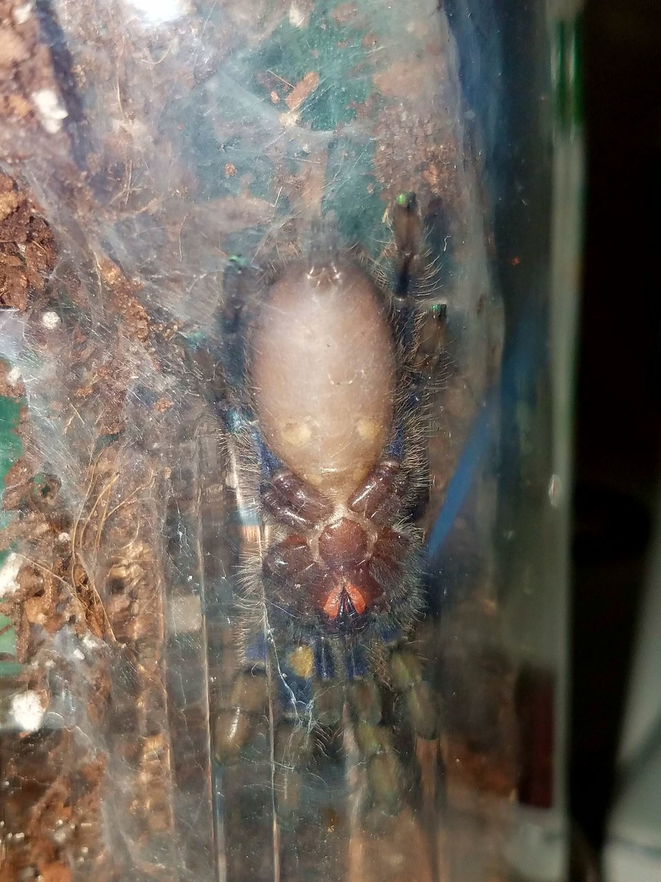 P. metallica female 2.5"