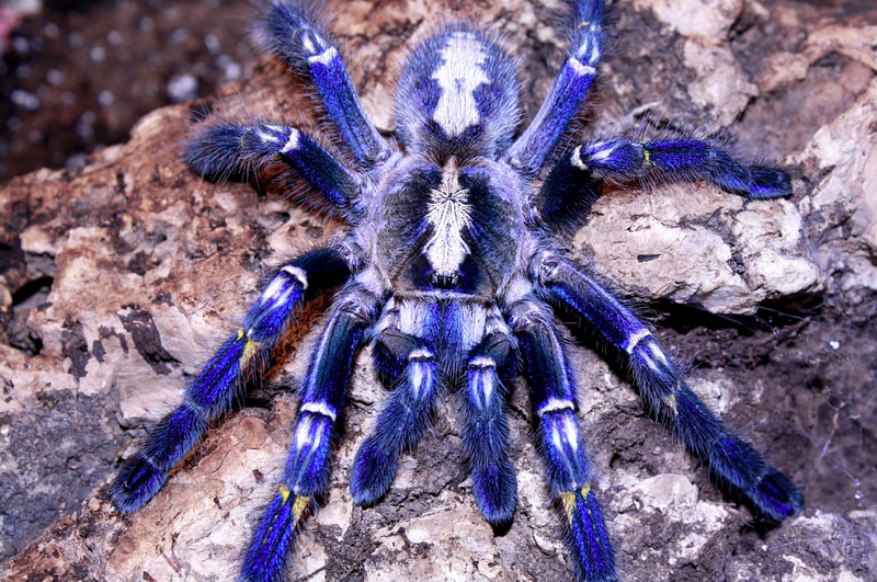 P. metallica female