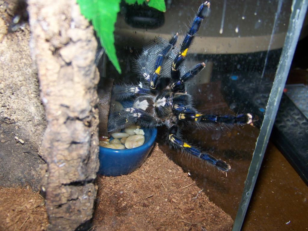 P. metallica Female