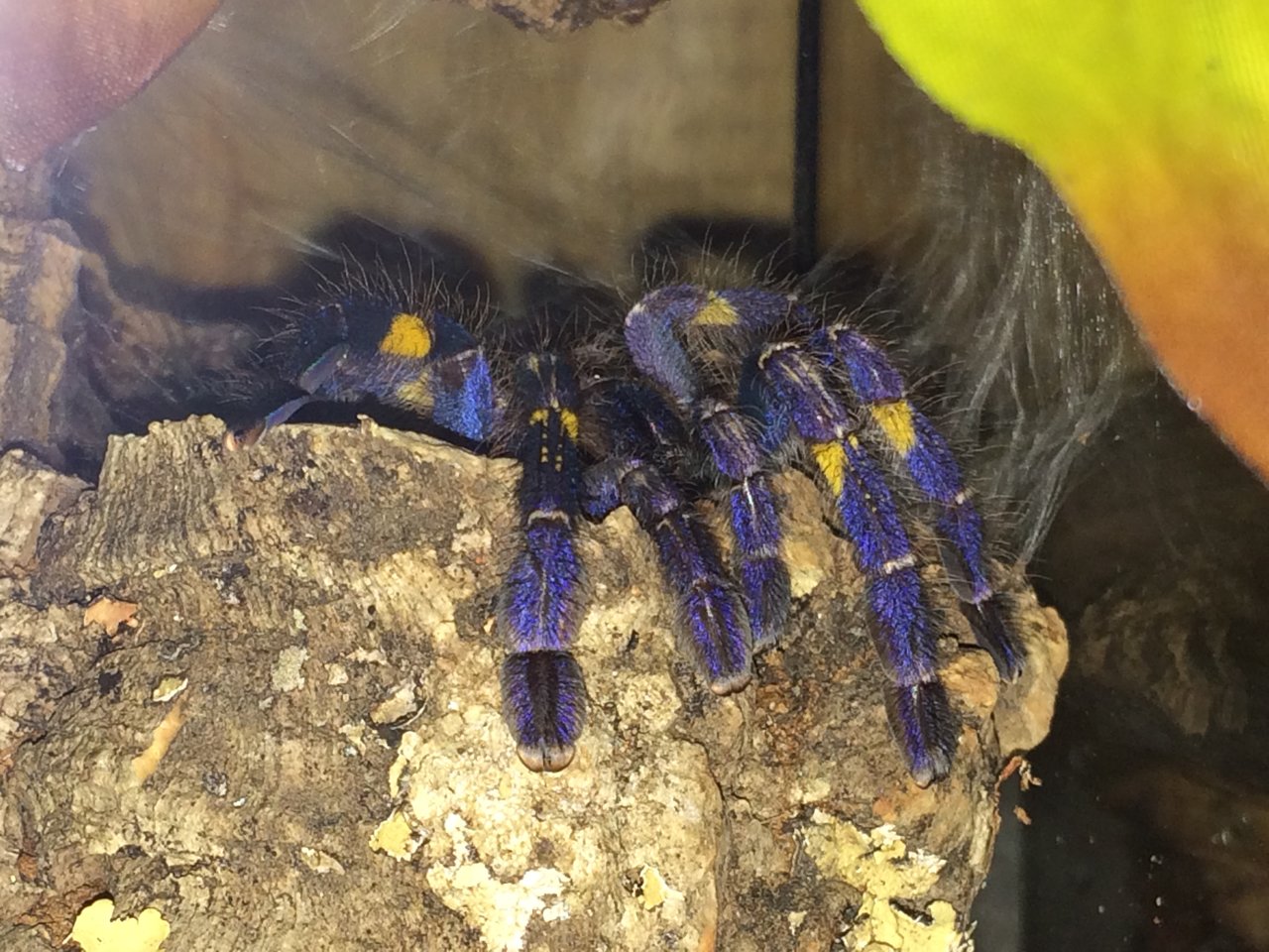 P. metallica  in pre-molt i can only assume.