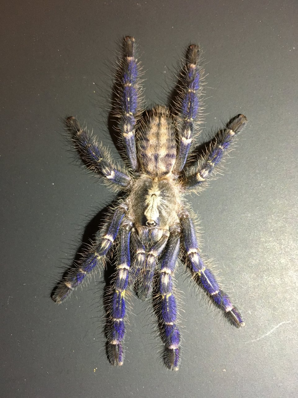 P. metallica juvi. Freshly Molted