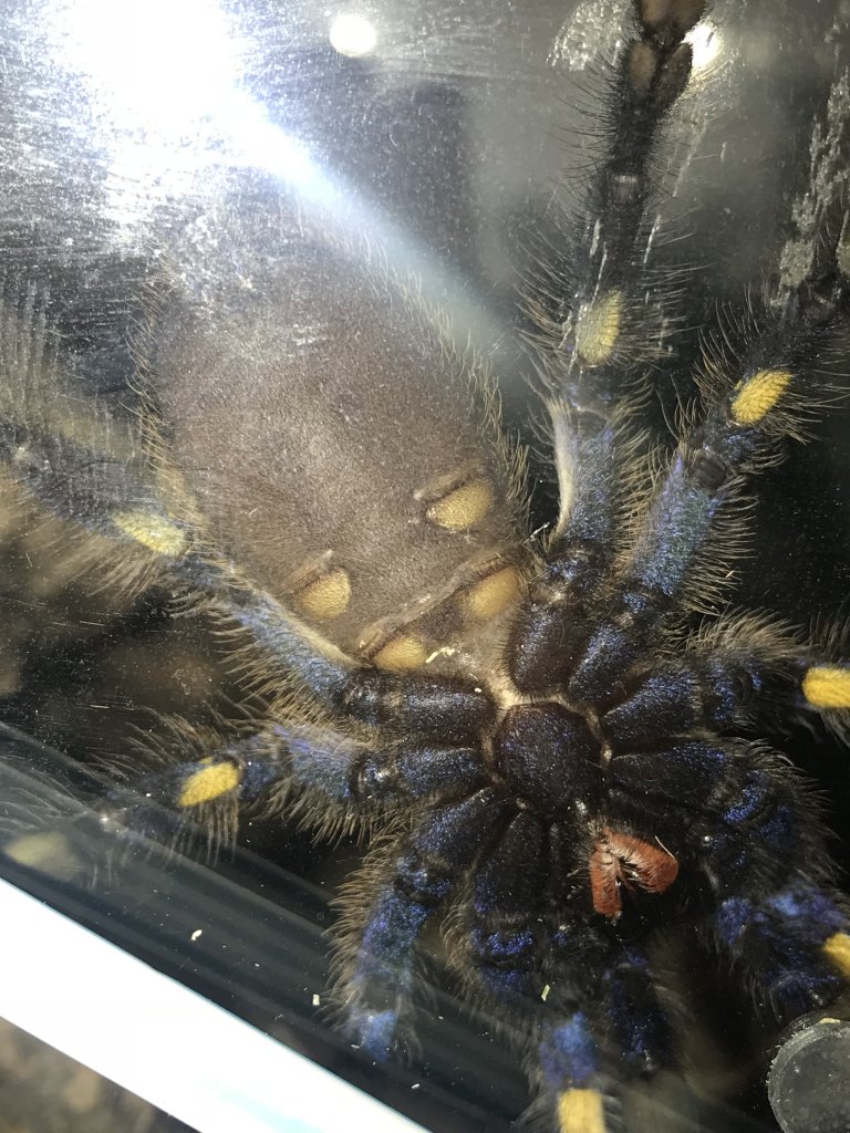 P.metallica male / female?