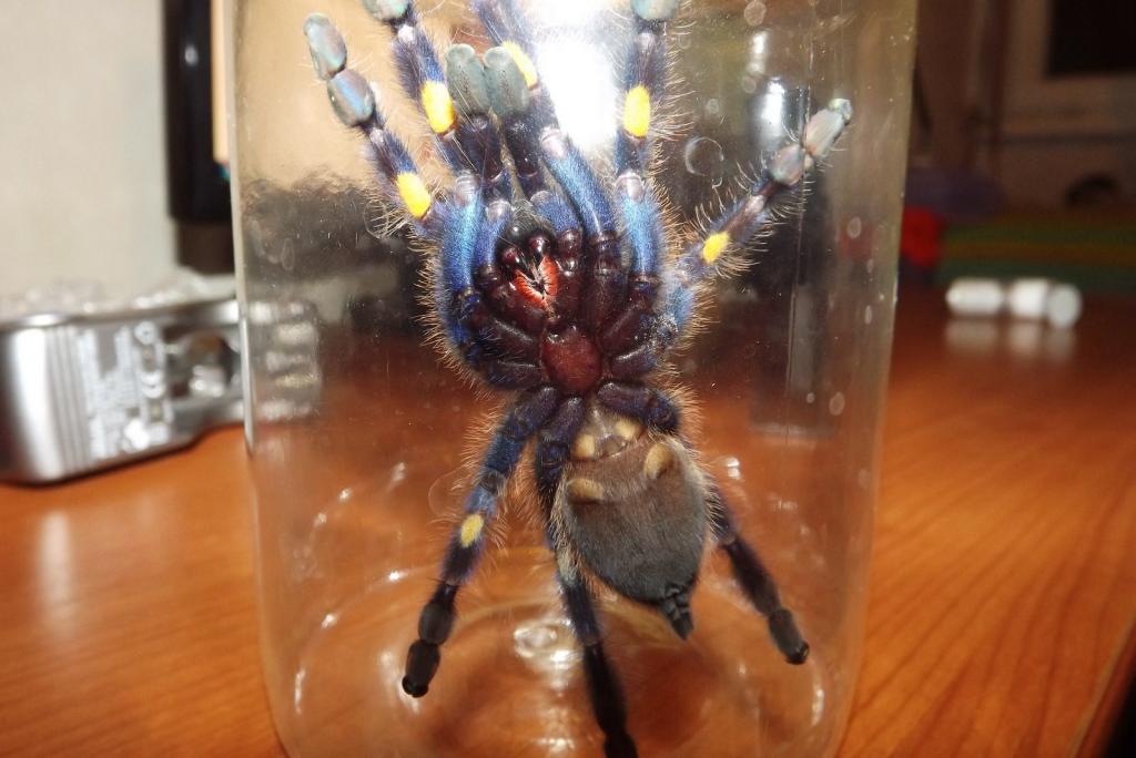 p. metallica : male or female