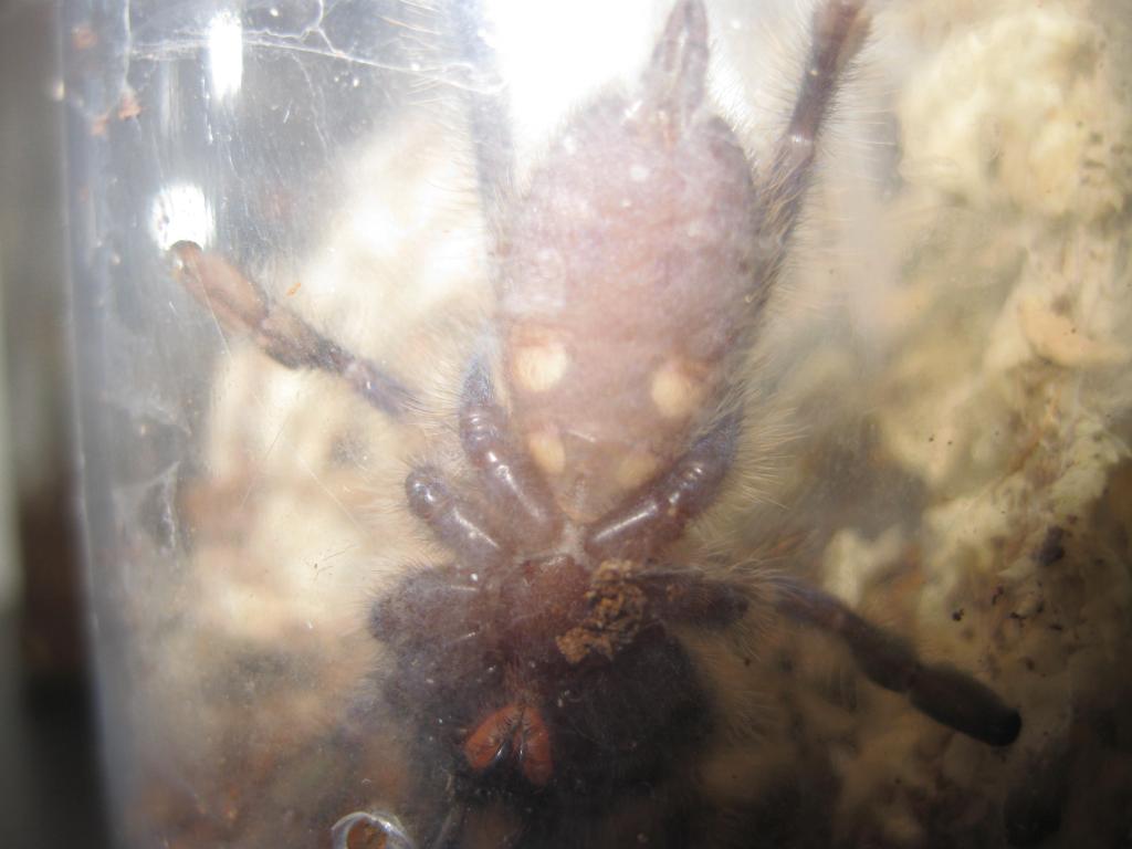 P. Metallica Male or Female