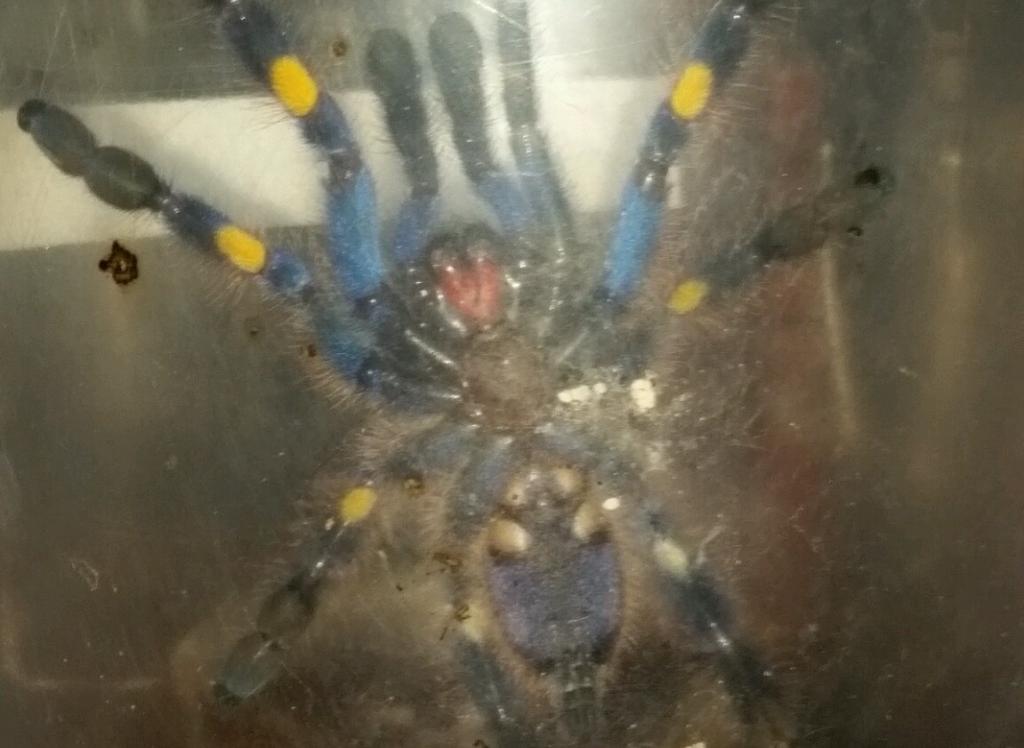 p metallica male or female?