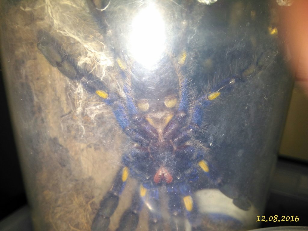 P.metallica male or female?