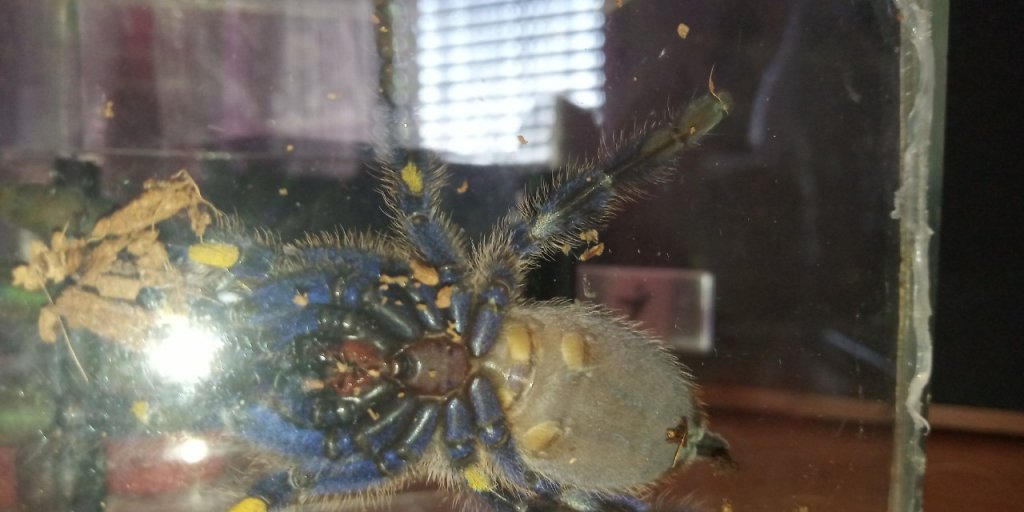 P.metallica male or female?