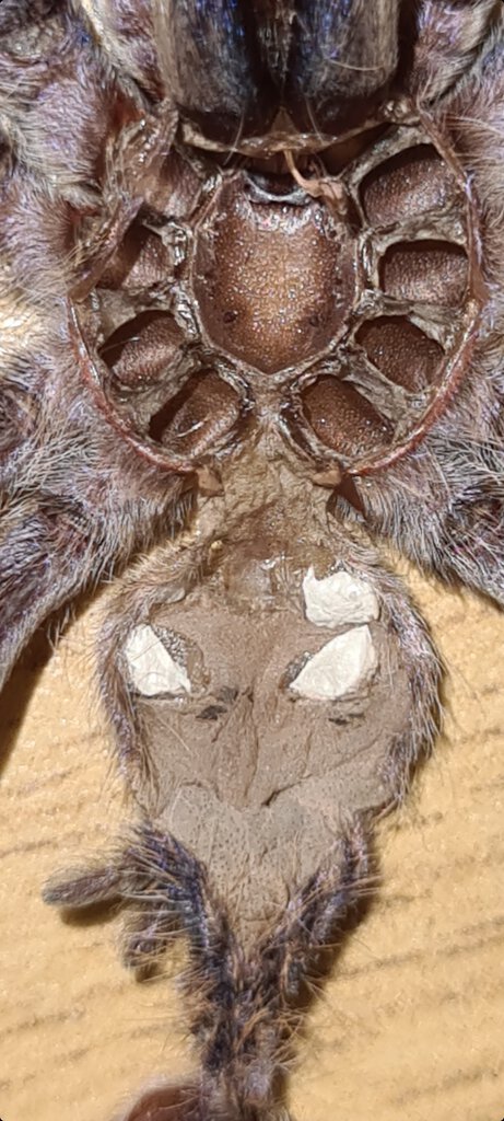 P. Metallica male or female?