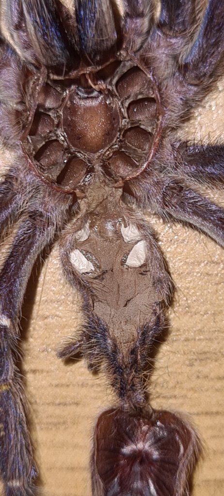 P. Metallica male or female?