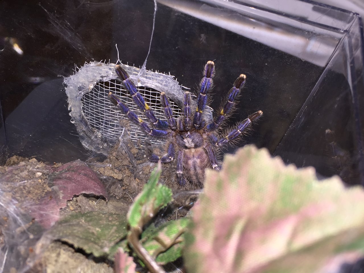 P. Metallica Premolt