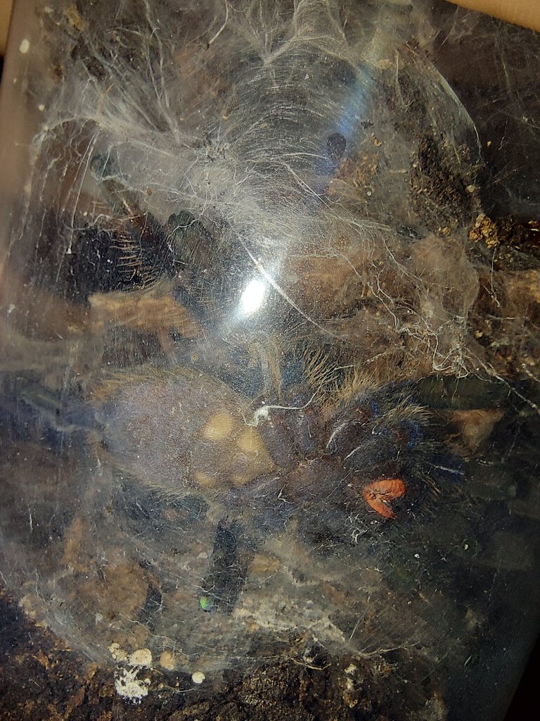 P. metallica sling sexting (about 2.8" DLS")