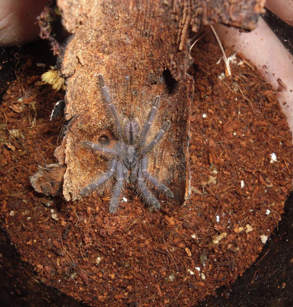 p.metallica sling