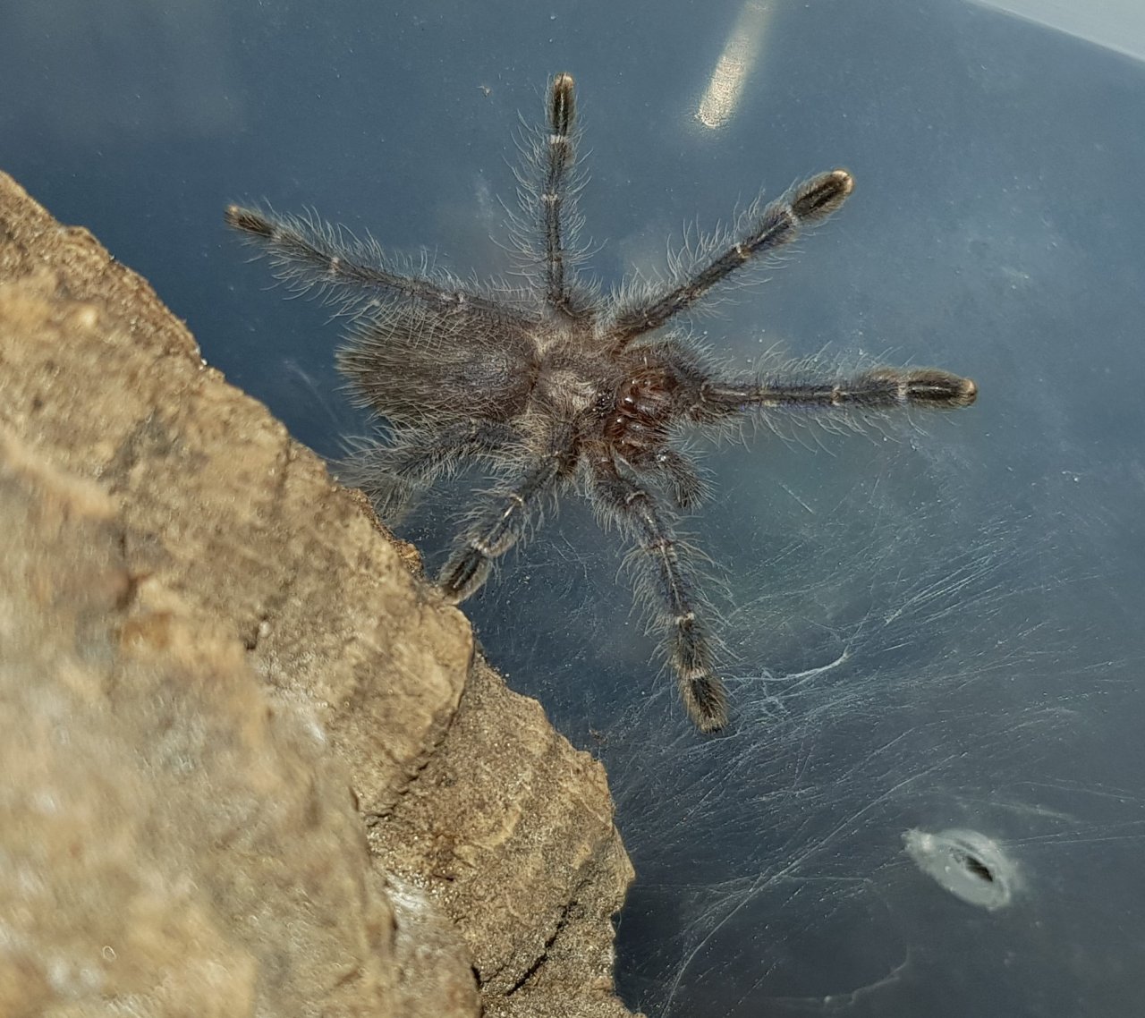 P. metallica sling